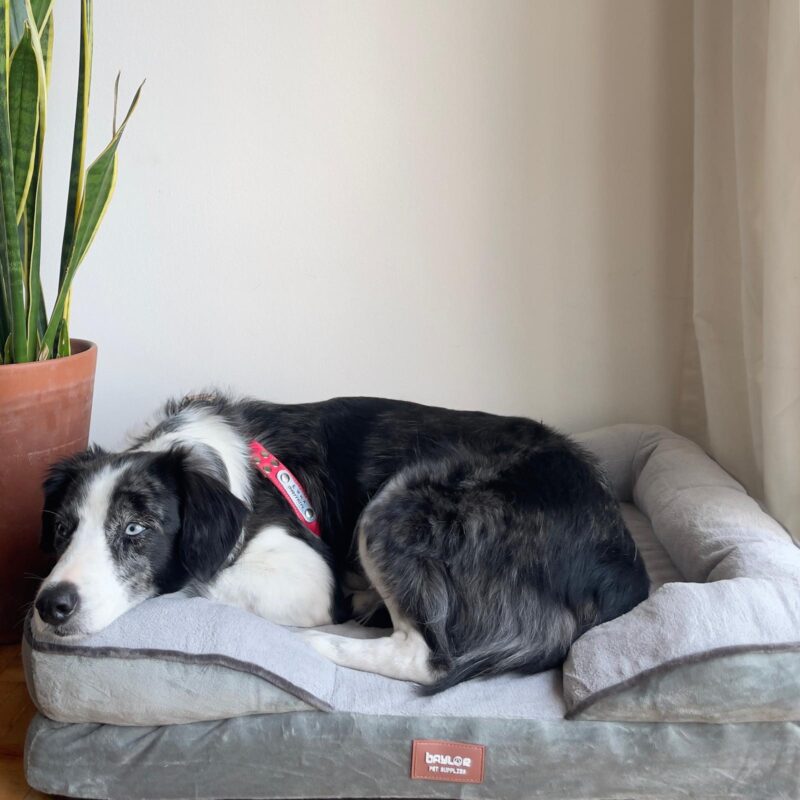 Cama ortopédica